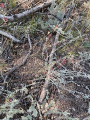 Epilobium canum