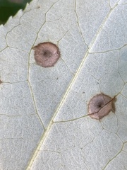 Harmandiola