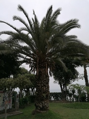 Phoenix canariensis