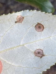 Harmandiola