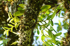 Epidendrum melistagum
