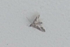 Sameodes cancellalis