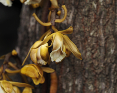 Erythrorchis cassythoides