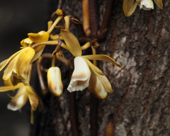 Erythrorchis cassythoides