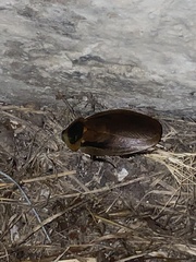 Blaberinae