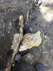Ranella australasia