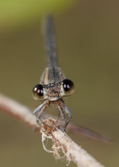 Argia immunda