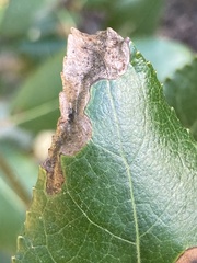 Agromyzidae