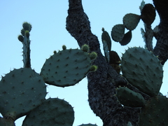 Opuntia velutina