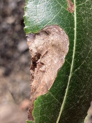 Agromyzidae