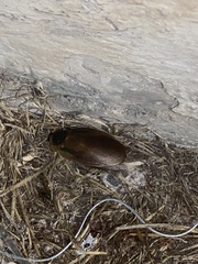 Blaberinae