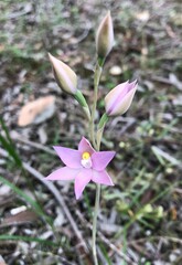 Thelymitra