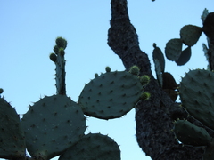 Opuntia velutina
