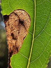 Agromyzidae