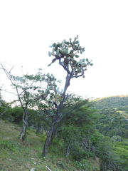 Opuntia velutina