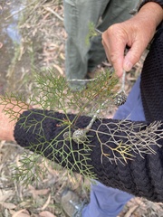 Petrophile canescens