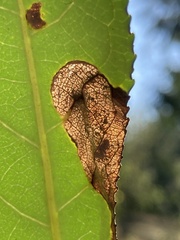 Agromyzidae