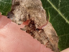Agromyzidae