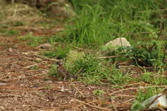 Zonotrichia capensis