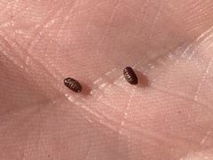 Agromyzidae