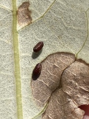 Agromyzidae