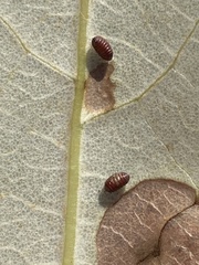 Agromyzidae