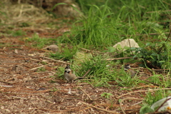 Zonotrichia capensis