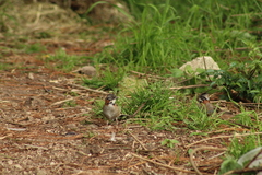 Zonotrichia capensis