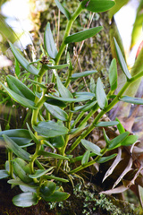 Epidendrum melistagum