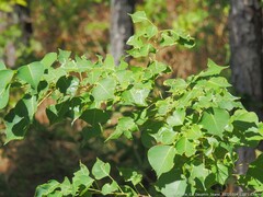 Caloptilia triadicae