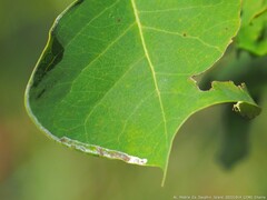 Caloptilia triadicae