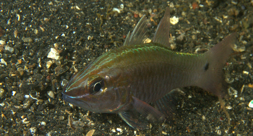 Cardinal fish (Ostorhinchus hartzfeldii) — Apogonidae — 5