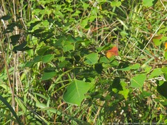 Caloptilia triadicae
