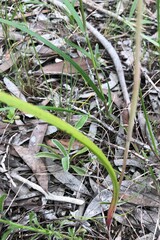 Thelymitra