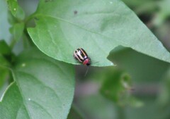 Disonycha glabrata