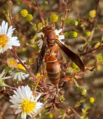 Polistes bellicosus