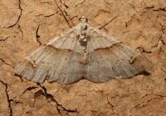 Syneora hemeropa