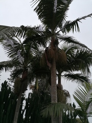 Archontophoenix cunninghamiana