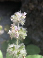 Stachys albens