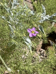 Fagonia laevis