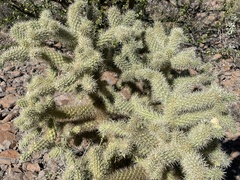 Cylindropuntia