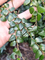 Nothofagus cunninghamii