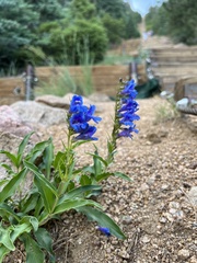 Penstemon glaber