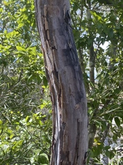 Leptospermum brachyandrum