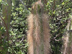 Lophocereus schottii