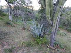 Agave marmorata