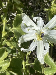 Passiflora palmeri
