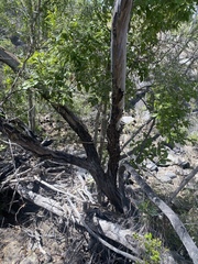 Leptospermum brachyandrum