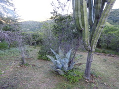 Agave marmorata