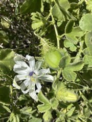 Passiflora palmeri